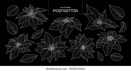 Set of isolated poinsettia. Cute flower illustration in hand drawn style. White outline on a black background.