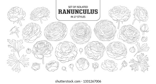 ラナンキュラス の画像 写真素材 ベクター画像 Shutterstock