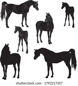 set of isolated realistic black silhouettes of horses of the Arab breed,