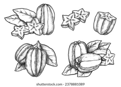 Set of isolated realistic carambola. Vector sketch of tropical fruit. Hand drawn image of natural or organic food for vegetarian or vegan salad ingredient. Harvest and agriculture, food recipe theme