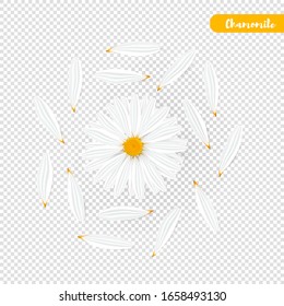 Set of isolated realistic chamomile and petals. Yellow daisy flower. Cosmetic camomile head on transparent background. Vector Illustration 