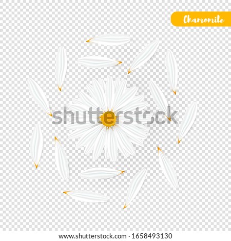 Set of isolated realistic chamomile and petals. Yellow daisy flower. Cosmetic camomile head on transparent background. Vector Illustration 