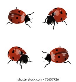 Set of isolated realistic ladybugs (eps10)