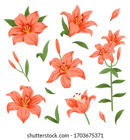 Set of isolated red lily flowers. Cute hand drawing flowers. Vector illustrations on white background.