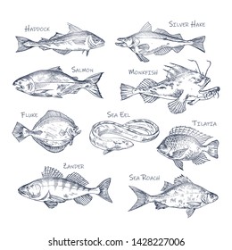 Set of isolated river and ocean fish sketches. Haddock and silver hake, salmon and monkfish, fluke and eel, tilapia and zander, sea roach. Underwater and water wildlife, nautical and food theme