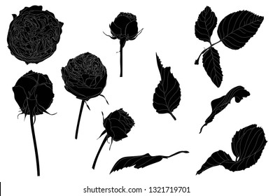 Set of isolated rose and leaves. Cute flower illustration in hand drawn style. Presented in black outline on white background.