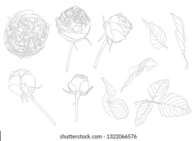 Set of isolated rose and leaves. Cute flower illustration in hand drawn style. Presented in black outline and white plane on white background.