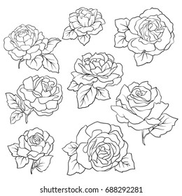 Set Isolated Rose Outline Drawing Stock Stock Vector (Royalty Free ...