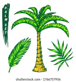 Set of isolated Royal Palm Tree with leaves