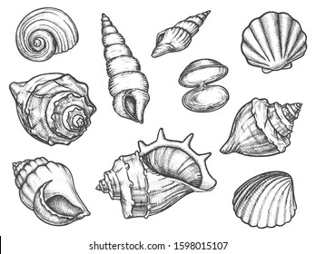 Set of isolated seashell sketches or silhouette of conch, ocean shell or mollusk scallop, sea or underwater animal fossil. Cockleshell or cockleboat. Nautical and aquarium, underwater and marine theme