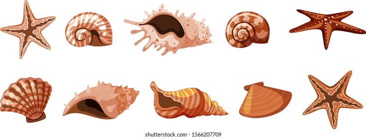 Set of isolated seashells in brown color illustration