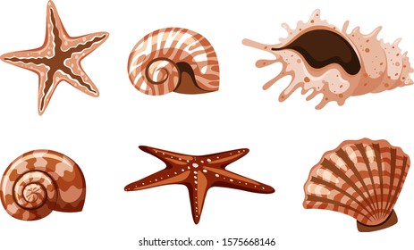 Set of isolated seashells in brown color illustration
