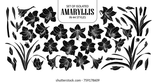 Set of isolated silhouette Amaryllis or Hippeastrum in 44 styles. Cute hand drawn flower vector illustration in white outline and black plane on black background.