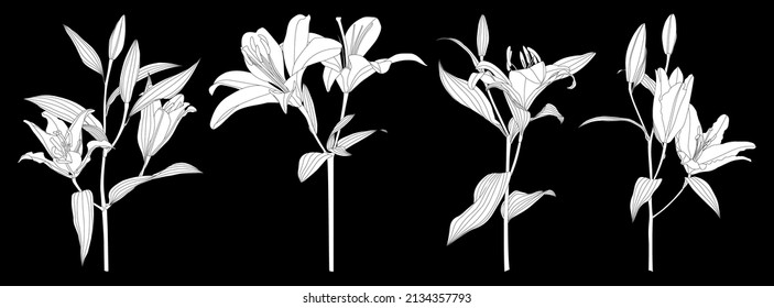 Set of isolated silhouette lily flower vector