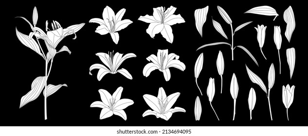 Set of isolated silhouette lily flower vector