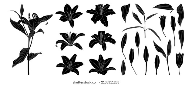 Satz einzeln auf Silhouette-Lilienblütenblume, Vektorgrafik