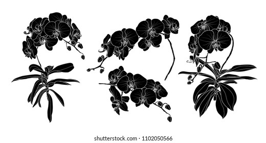 Set of isolated silhouette orchid branch in 4 styles set 1. Cute hand drawn flower vector illustration in white outline and black plane on white background.
