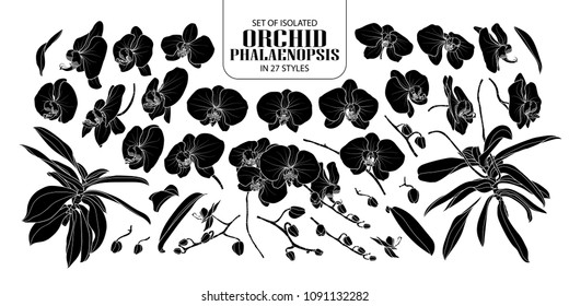 Set of isolated silhouette orchid, Phalaenopsis in 27 styles. Cute hand drawn flower vector illustration in white outline and black plane on white background.