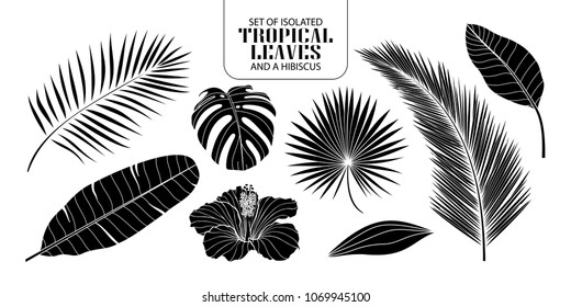 Set of isolated silhouette tropical leaves in 8 styles and a hibiscus. Vector illustration of botanical in white outline and black plane on white background.