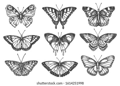 Set of isolated sketch of butterfly. Hand drawn tattoo of moth. Swallowtail and gossamer-winged, skipper and machaon, monarch insect. Fly and flight, flying animal. Botany and fauna
