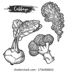 Conjunto de boceto aislado de la raíz y el feto de coliflor, hoja de kale. Esbozo de col o colewort, flor borecola o cauli. Comida vegetariana o verdura de granja, ingrediente de ensalada. Nutrición, dieta, alimentación