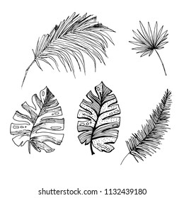 Set of isolated sketched coconut or queen palm trees with leaves. Beach and rainforest, desert coco flora. Foliage of subtropical fern. Green palmae or jungle arecaceae. Botany, environment theme