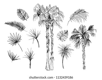 Set of isolated sketched coconut or queen palm trees with leaves. Beach and rainforest, desert coco flora. Foliage of subtropical fern. Green palmae or jungle arecaceae. Botany, environment theme