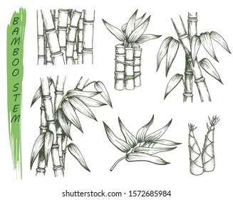 Set of isolated sketches of bamboo stalk