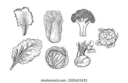 Set of isolated sketches of cabbage types. Seakale and bok choy, pekinesis cauliflower or napa cabbage, kale, colewort, kail or cauli flower. Hand drawn vitamin food, organic market, grocery vegetable