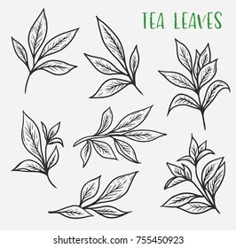 Set of isolated sketches of ceylon or indian tea leaves. Organic plant for drink spice or ingredient, beverage. Stem or sprout from plantation of black or green tea. Nature and drink, harvest and crop