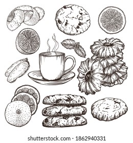 Set of isolated sketches cookies and tea with lemon. Drawn by hand in ink. Dessert on party, holiday and birthday. Black outlines of vector elements on white background.