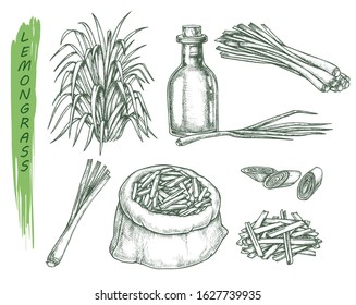 Set of isolated sketches of lemongrass plant
