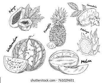 Set of isolated sketches of watermelon and pineapple or pine apple, ananas and pitahaya or pitaya, melon and dragon fruit, papaya or pawpaw or papaw. Vegetarian nutrition and fruit food, harvest theme