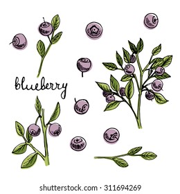 Set Of Isolated Sketchy Style Blueberry/ Doodle Fruits/ Hand Drawn Vector Illustration