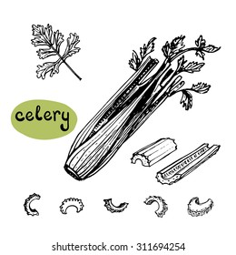 Set of isolated sketchy style celery/ Monochrome hand drawn vector illustration