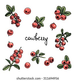 Set of isolated sketchy style cowberry/ Doodle fruits/ Hand drawn vector illustration
