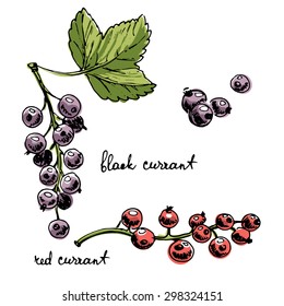 Set of isolated sketchy style currant/ Doodle fruits/ Hand drawn vector illustration