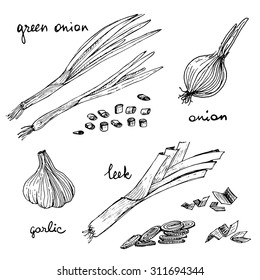 Set of isolated sketchy style onion/ Monochrome hand drawn vector illustration