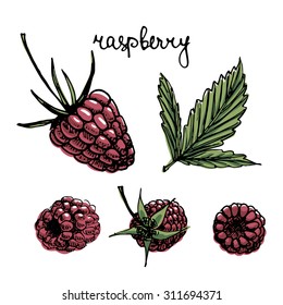 Set of isolated sketchy style raspberry/ Doodle fruits/ Hand drawn vector illustration