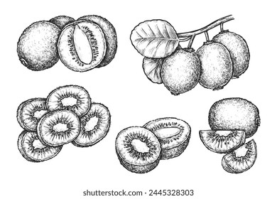 Conjunto de rebanadas aisladas de kiwi o kiwi. Vector boceto de uchuva china signo para la nutrición vegetariana o vegana. Comida para postre tropical o ensalada. Fruta exótica dibujada a mano. Agricultura y cosecha