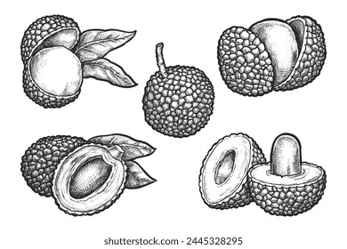 Set of isolated sliced lychee fruit sketch. Vector illustration of tropical and exotic plant with seed for culinary. Vegetarian or vegan nutrition. Agriculture and harvest. Healthy cooking ingredient