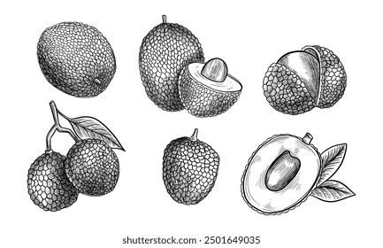 Set of isolated sliced lychee fruit sketch. Vector illustration of tropical and exotic plant with seed for culinary. Vegetarian or vegan nutrition. Agriculture and harvest. Healthy cooking ingredient