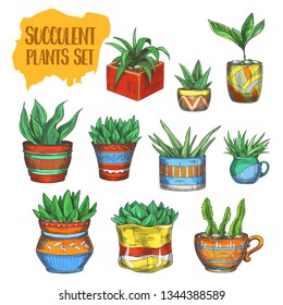 Set of isolated succulent plants, agave, aloe vera