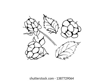 Set of isolated summer berries on white. Blackberry Vector. EPS 10. Black and white, elements for floral season design. Hand drawn.