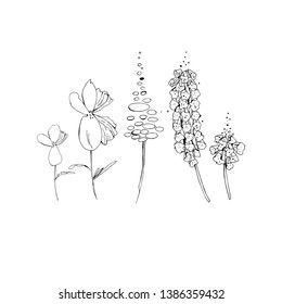 Set of isolated summer flowers. Vector EPS 10. Black and white, elements for floral season design. Hand drawn. 