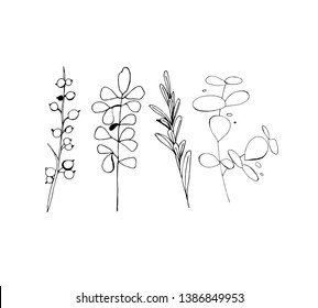 Set of isolated summer herbs on white. Vector. EPS 10. Black and white, elements for floral season design. Hand drawn.