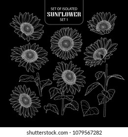 Conjunto de girasoles aislados 1. Ilustración vectorial dibujada a mano recortada sólo contorno blanco sobre fondo negro.