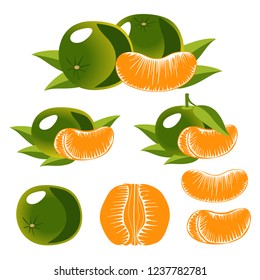 Set of Isolated tangerines with green leaves. Whole tangerines or mandarins green fruits and peeled segments isolated on white background.