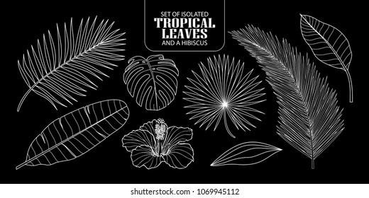 Set of isolated tropical leaves in 8 styles and a hibiscus. Vector illustration of botanical only white outline on black background.