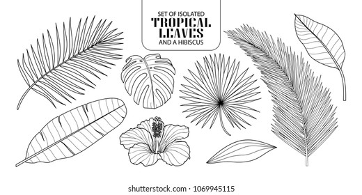 Set of isolated tropical leaves in 8 styles and a hibiscus. Vector illustration of botanical in black outline and white plane on white background.